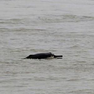 बोराबाँधमा देखिन थाले सोँस डल्फिन, बढ्दै पर्यटकको आकर्षण बोराबाँधमा देखिन थाले सोँस डल्फिन, बढ्दै पर्यटकको आकर्षण