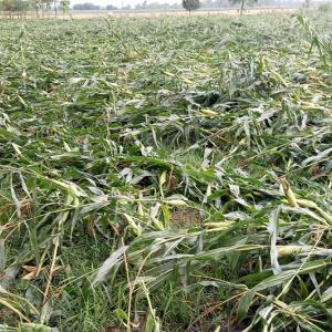 सुनसरीको  पिभिन्न स्थानमा हावाहुरीका कारण ठुलो क्षति, विद्युत् सेवा अवरुद्ध