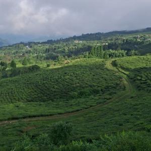 भारतीय कडाइले नेपाली चिया निर्यात सङ्कटमा
