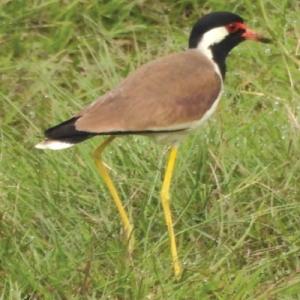 घट्दै तराई क्षेत्रका खेतबारीका चराः संरक्षणमा बढ्दो चिन्ता
