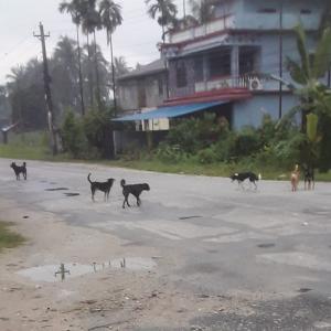 झापाको शिवसताक्षीमा सामुदायिक कुकुर नियन्त्रण तथा रेबिज रोकथाम अभियान सुरु