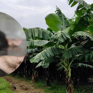 झापाको भद्रपुरमा घर पुर्‍याइदिने बहानामा केराघारीमा लगेर दुई किशोरीमाथि जबर्जस्ती करणी गर्ने  दुई युवा पक्राउ