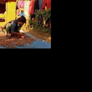 रुद्राक्षखेतीप्रति किसानको आकर्षण बढ्दै रुद्राक्षखेतीप्रति किसानको आकर्षण बढ्दै