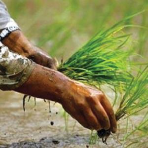 झापामा धान रोपाइँ अन्तिम चरणमा,९४ प्रतिशत भूभागमा रोपाइँ सम्पन्न, दमक र कन्काईमा सबैभन्दा धेरै