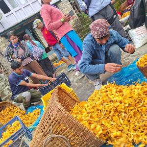 सोलुखुम्बुको नयाँबजार हाटमा जङ्गली च्याउको व्यापारबाट सर्वसाधारणलाई राहत, विषादी परीक्षण गरेर मात्र बिक्री(वितरण गर्न उपभोक्ताको आग्रह