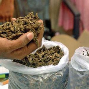 धनकुटामा ट्रकमा लुकाएर राखिएको १ हजार २४० किलो गाँजा बरामद, चालक फरार