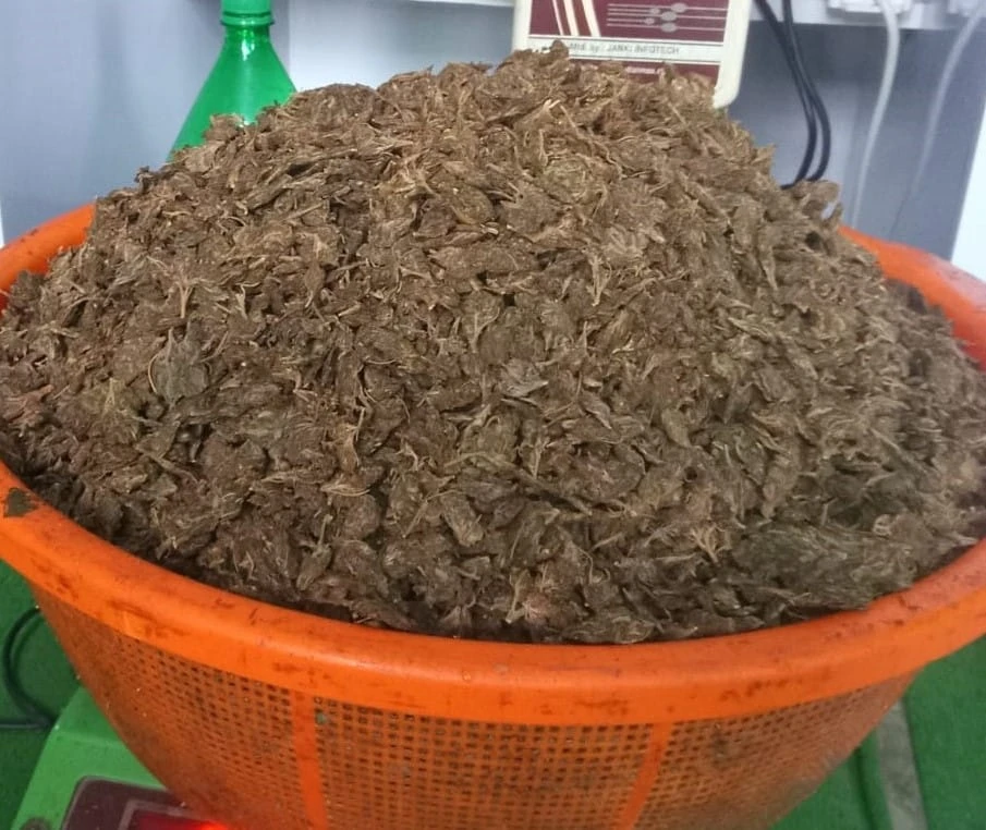 सुनसरीमा ब्राउनसुगर र गाँजासहित सात जना पक्राउ सुनसरीमा ब्राउनसुगर र गाँजासहित सात जना पक्राउ