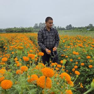 पाँच कट्ठामा सयपत्री फूलखेती, उत्पादन राम्रो हुँदा किसान उत्साहित पाँच कट्ठामा सयपत्री फूलखेती, उत्पादन राम्रो हुँदा किसान उत्साहित