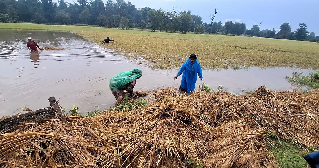 धान र कोदो थन्क्याउने समयमा वर्षा, किसानलाई समस्या धान र कोदो थन्क्याउने समयमा वर्षा, किसानलाई समस्या