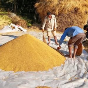 ﻿धान थन्क्याउन किसानलाई युवा जनशक्ति पाउनै मुस्किल